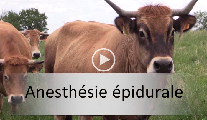 Vidéo 17 vignette mufle