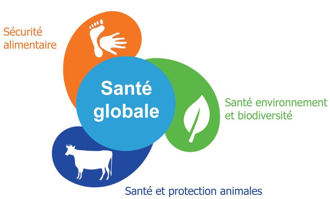 Logo une seule santé