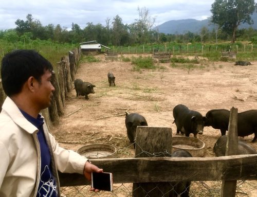 Renforcement des mesures de biosécurité en filière porcine dans 4 pays de l’ASEAN : un projet de coopération ENSV-FVI / IFIP financé par le STDF