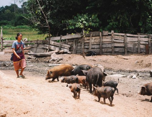 L’ENSV-FVI lance un appel à experts biosécurité en filière porcine pour 4 pays ASEAN