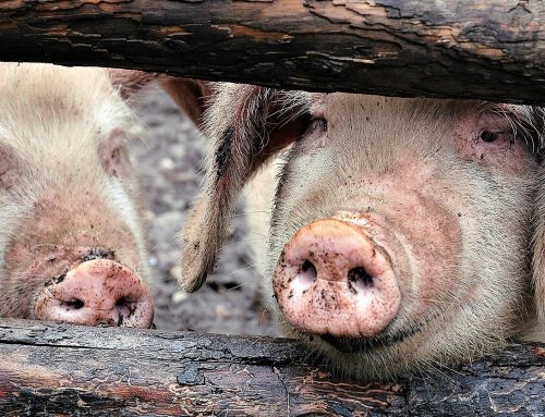 L’ENSV-FVI et l’Infoma participent à un webinaire de partage d’expériences France-Chine sur l’élevage porcin durable